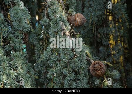 Eine Nahaufnahme von einem Baum Stockfoto