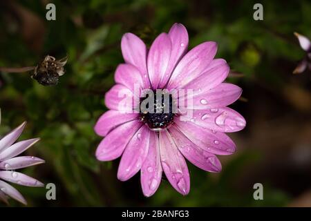 Nahaufnahme der rosafarbenen Gerberblüte mit nassen Kronblättern verschwommener Hintergrund Stockfoto