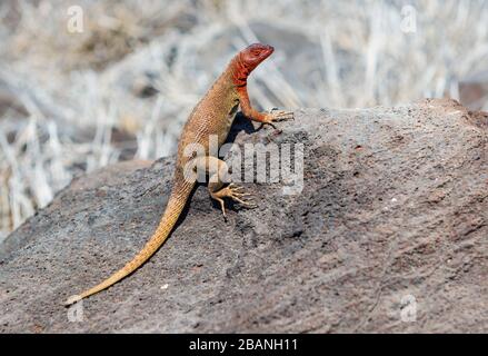 Eine Española-Lavareidechse oder Hood-Lava-Echse (Microlophus delanonis), die sich in der Sonne auf Espanola-Insel, Galapagos, Ecuador, erwärmt. Stockfoto