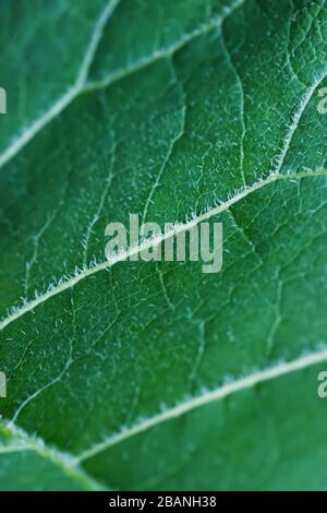 Nahansicht auf dem Hintergrund der Gradblättchen vertikal Stockfoto