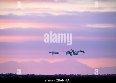 Trompeterschwäne fliegen mit der Lemhi Range als Kulisse im Südosten Idahos bei Sonnenuntergang. Stockfoto