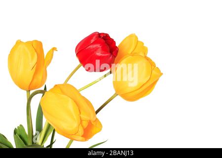Vier gelbe und eine rote Tulpenblumen isoliert auf weißem Grund Stockfoto