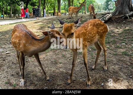 Ein Paar im Nara Park, Japan. Nara Park beherbergt mehr als 1.000 sika-rehe, die frei im Park unterwegs sind. Stockfoto