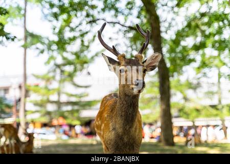 Ein Hirsch vor der Kamera im Nara Park, Japan Stockfoto