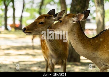 Ein Paar im Nara Park, Japan. Nara Park beherbergt mehr als 1.000 sika-rehe, die frei im Park unterwegs sind. Stockfoto