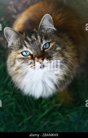 Nahansicht auf einer flauschigen, blauäugigen Katze Stockfoto
