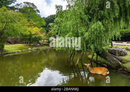 Ein sika-hirsch in einem kleinen Teich im Nara Park, Japan Stockfoto