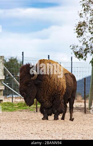 Säugetiere/American Bison in Halls GAP Zoo, Victoria Australia. Stockfoto