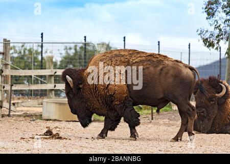 Säugetiere/American Bison in Halls GAP Zoo, Victoria Australia. Stockfoto