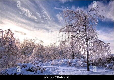 Winterlandschaft nach dem eisigen Regensturm, heftiger Witterung. Stockfoto