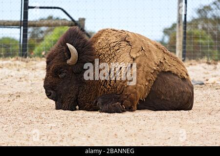 Säugetiere/American Bison in Halls GAP Zoo, Victoria Australia. Stockfoto