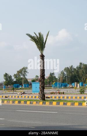 Datumbaum auf der Straße in dha Lahore, Punjab, Pakistan Stockfoto