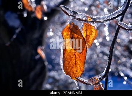 Nahaufnahme der Blätter nach einem eisigen Regensturm, heftiger Witterung. Stockfoto