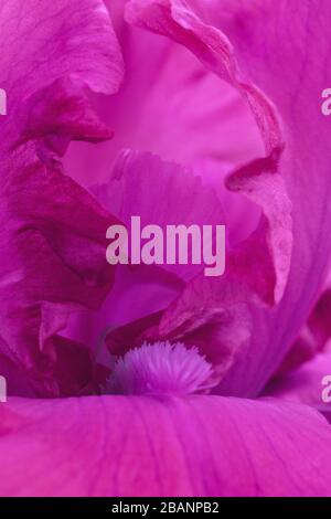 Makro für die Nahansicht von Blumen mit heißer rosafarbener Iris Stockfoto