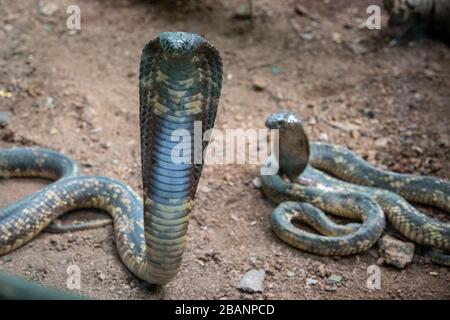 Ägyptische Kobra (Naja haje) im Dorf der Reptilien in Uganda, Entebbe, Uganda Stockfoto