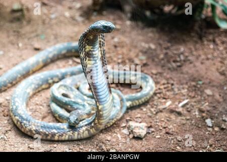 Ägyptische Kobra (Naja haje) im Dorf der Reptilien in Uganda, Entebbe, Uganda Stockfoto