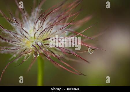 Nahaufnahme eines mit Regentropfen bedeckten Samenkopfes von Pulsatilla. Stockfoto