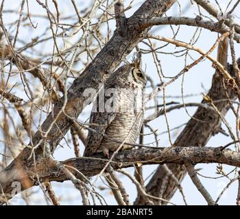 Männchen Eule mit Hornhunden (Bubo virginianus) beim Rösten im Baum Colorado, USA Stockfoto