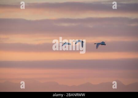 Trompeterschwäne fliegen mit der Lemhi Range als Kulisse im Südosten Idahos bei Sonnenuntergang. Stockfoto