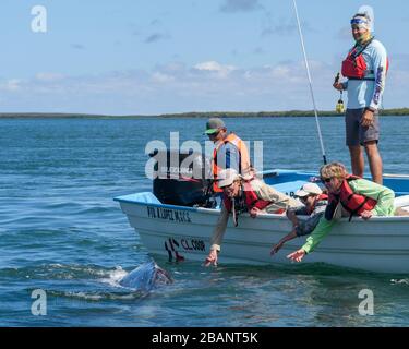 Tour zum Whale Watching von Sea Kayak Adventures in Bahia Magdalena, Baja California sur, Mexiko. Stockfoto