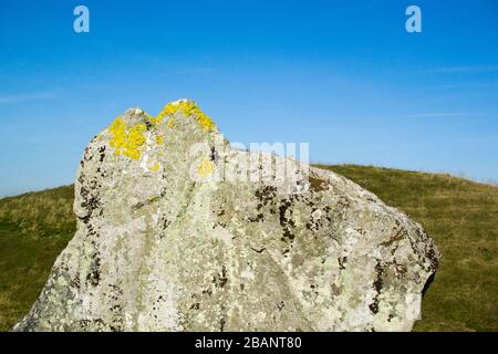 Flechten verkrusteter stehender Stein in Avebury Henge, Wiltshire, England die Form glich einem Tierprofil mit kleinen Ohren. Stockfoto