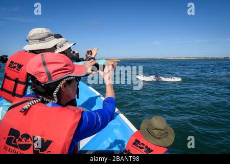 Tour zum Whale Watching von Sea Kayak Adventures in Bahia Magdalena, Baja California sur, Mexiko. Stockfoto