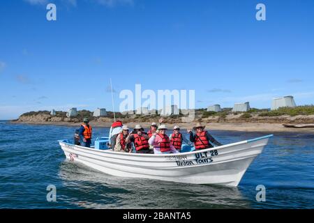 Tour zum Whale Watching von Sea Kayak Adventures in Bahia Magdalena, Baja California sur, Mexiko. Stockfoto