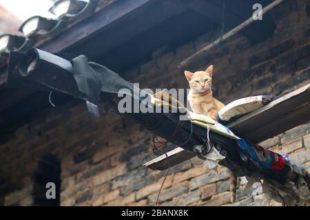 Die Katze auf dem Dach Stockfoto