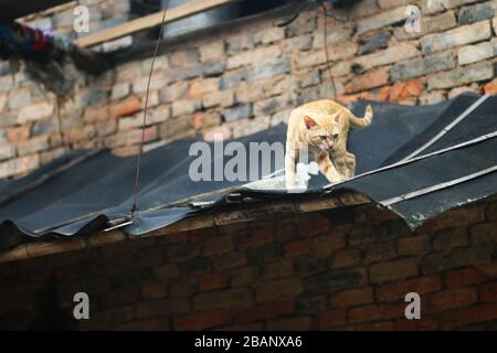 Die Katze auf dem Dach Stockfoto
