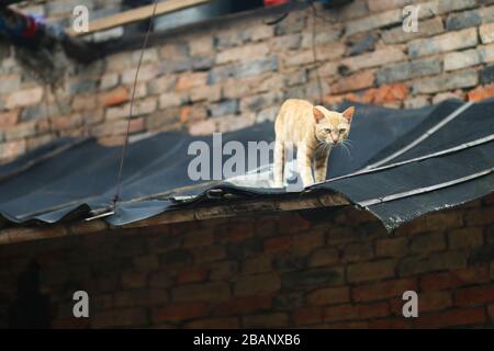 Die Katze auf dem Dach Stockfoto