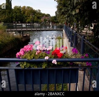 Hogsmill River Outlet zur Themse, Kingston upon Thames, England. Stockfoto