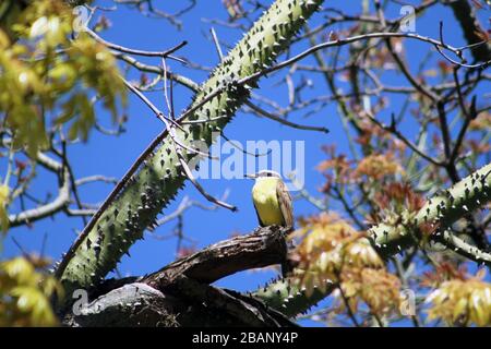 Der große Kiskadee im temaiken biopark Stockfoto