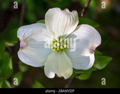 Nahaufnahme einer Baumblume aus Dogwood im Frühling bei gefiltertem Sonnenlicht. Stockfoto