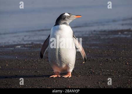 Gentoo Penguin steht an felsiger Küste Stockfoto