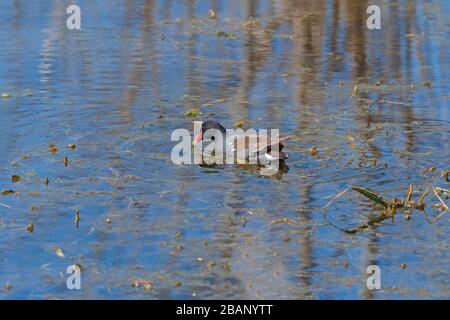 Gemeinsames Schwimmen in der Gallinule im Elm Lake im Brazos Bend State Park in Texas Stockfoto