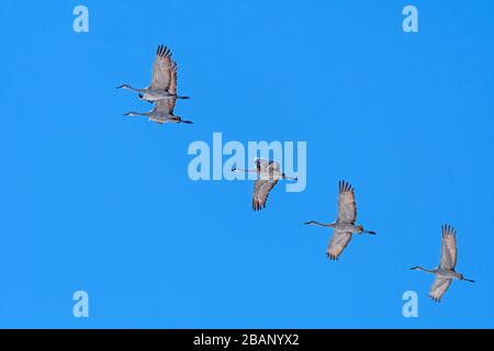 Kleine Gruppe von Sandhill Cranes im Flug in der Nähe des Platte River und Kearney, Nebraska Stockfoto