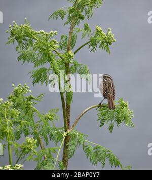 Ein Singsperling (Melospiza melodia), der auf einer grünen Pflanze aus nicht-nativem Gift-Hämlock (Conium maculatum) in der Nähe von Struve Slough in Kalifornien thront. Stockfoto