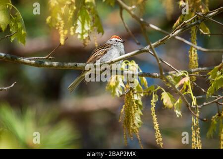 Ein abbrechendes Sparrenpfeil durchbricht in einem Baum während des frühen Frühlings in North Carolina. Stockfoto