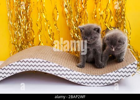 Zwei graue schottische Kätzchen spielen. Gelber Hintergrund. Lustige Tiere. Haustiere Stockfoto
