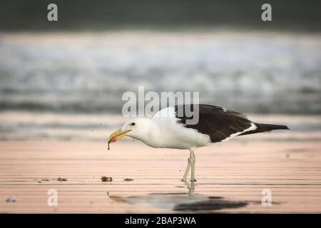 Erwachsene Möwe, die eine Mahlzeit im flachen Wasser isst Stockfoto