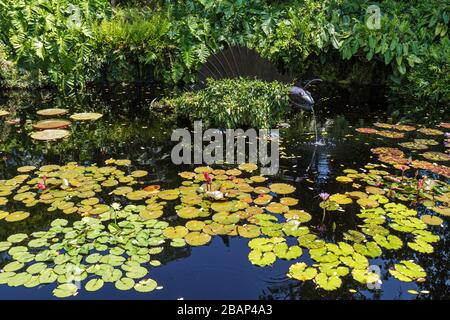 Miami Florida, Coral Gables, Fairchild Tropical Botanic Garden, Artist in Bloom Ausstellung, Skulptur, Kunst, Teich, Lilienunterlage, FL110516018 Stockfoto