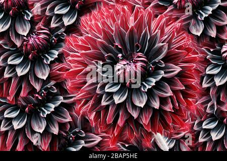 Abstrakte 3D-Darstellung eines hellen fraktalen Designs einer leuchtenden roten Rosen Stockfoto