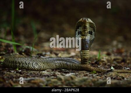 Indische Kobra-Venenschlange im Wald, kerala, Indien Stockfoto