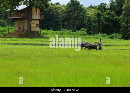 Ökologischer Landbau.Pflügen und Abflachung von Reisfeldern mit Ochsen Im ländlichen Indien Stockfoto