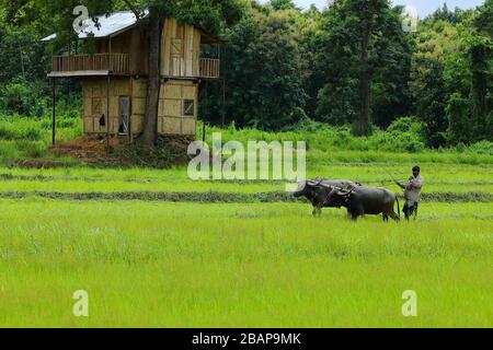 Ökologischer Landbau.Pflügen und Abflachung von Reisfeldern mit Ochsen Im ländlichen Indien Stockfoto