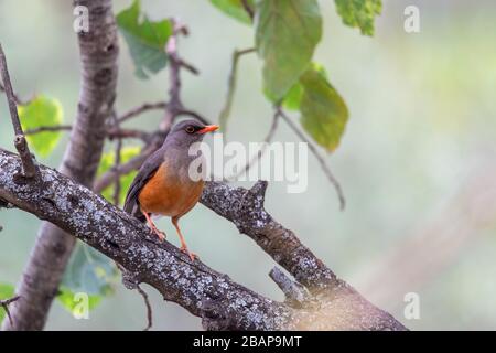 Der Abessinische Thrush (Turdus abyssinicus) ist ein Passiervogel in der Familie Turdidae. Äthiopien, Gondar, Afrika Safari Wildtiere Stockfoto