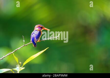 Kleiner afrikanischer Vogel-Pygmy-Eisvogel (Ispidina picta) ist ein kleiner insektiverer Eisvogel, Wondo Genet, Äthiopien-Afrika-Safari-Tierwelt Stockfoto