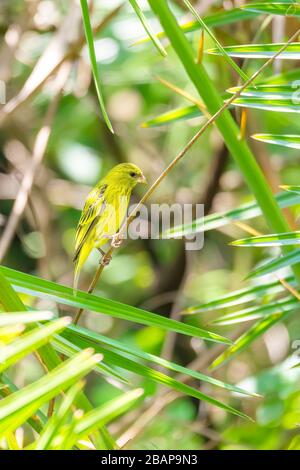 Der gelbkrönende kanarienvogel (Serinus flavivertex) ist ein kleiner Passiervogel in der Finkenfamilie. Wondo Genet, Äthiopien Afrika Safari Tierwelt Stockfoto