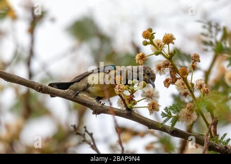 Vogelvariabler Sonnenvogel oder Gelbbauch-Sundvogel, Cinnyris venustus (früher Nektarinia venusta), ist ein Sonnenvogel. Wondo Genet, Äthiopien Afrika Safari Wi Stockfoto