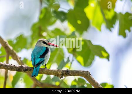 Waldkingfisher, der auf Ast geht, Halcyon senegalensis, Wondo Genet, Äthiopien Afrika Safari Wildlife Stockfoto